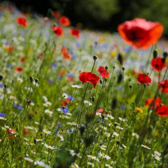 Field of wildflowers